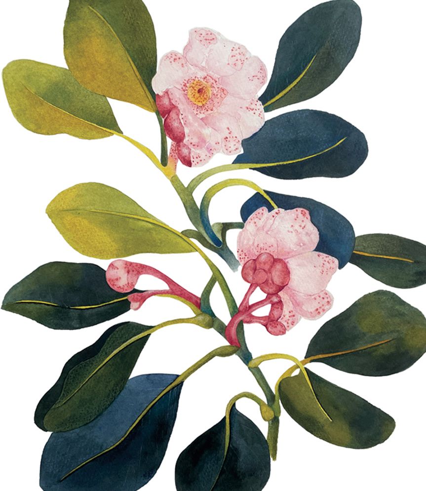 Classes aquarel·la Ruseta Sá