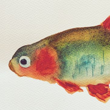 Classes aquarel·la Ruseta Sá