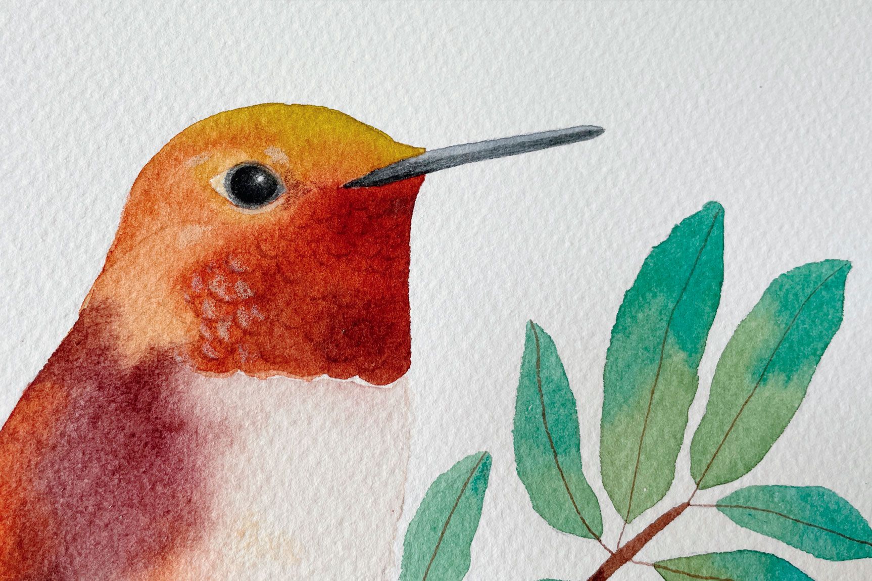 Colibrí d'Allen en aquarel·la