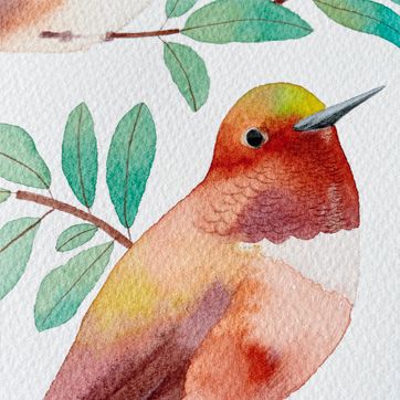 Colibrí d'Allen en aquarel·la