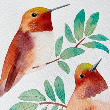 Colibrí d'Allen en aquarel·la
