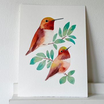 Colibrí d'Allen en aquarel·la