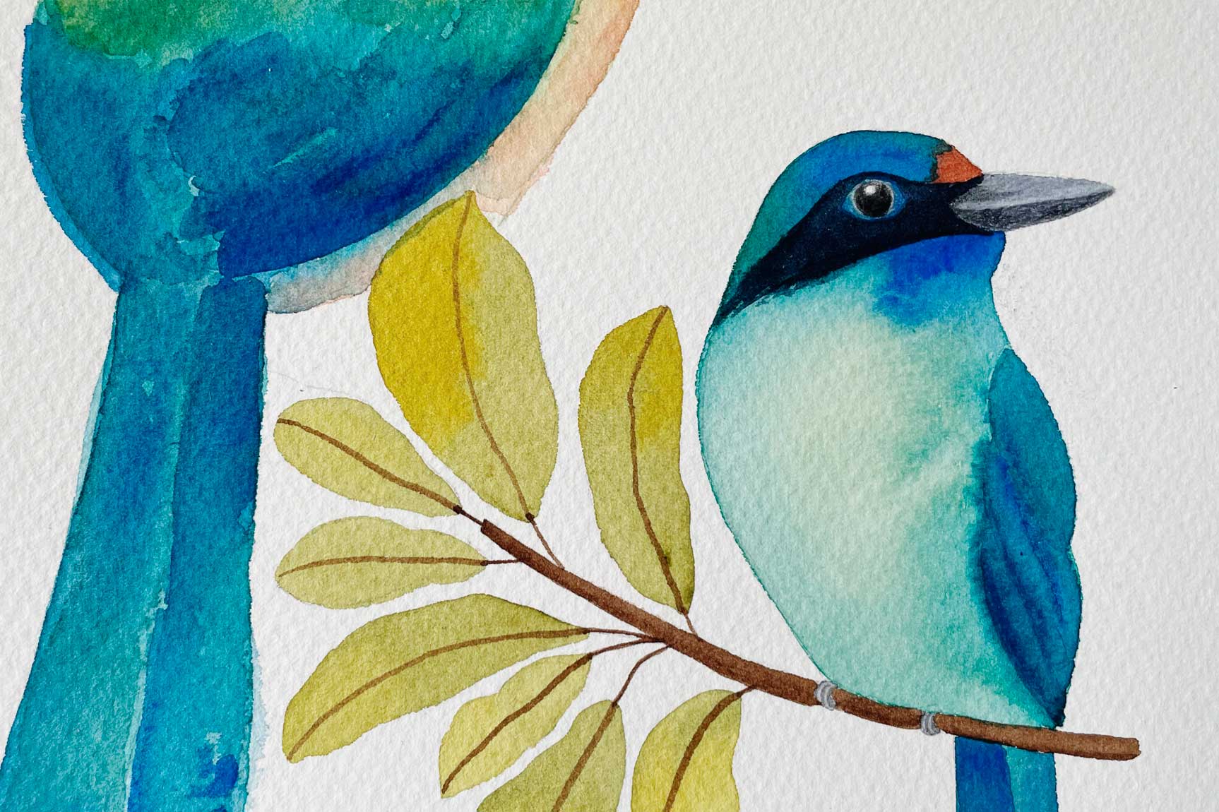 Motmots, ocells d'aquarel·la amb Ruseta Sá
