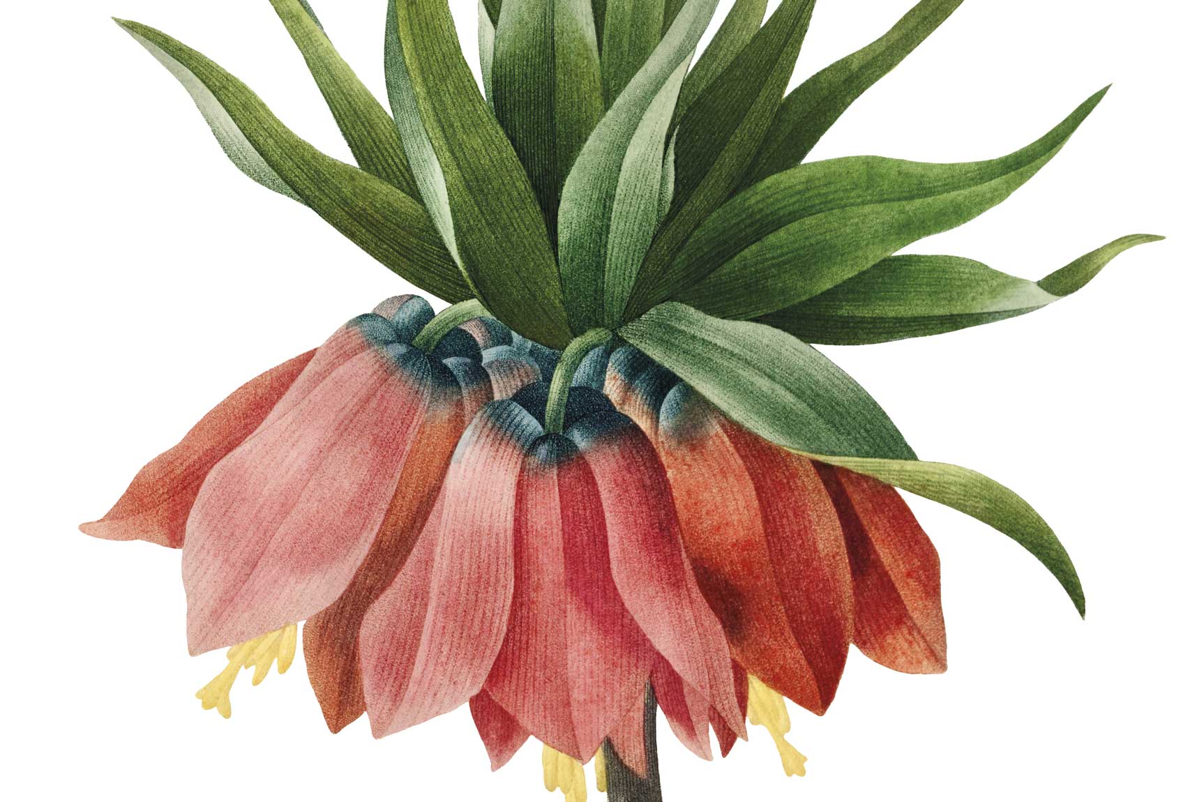 Estudi Ruseta Sá aquarel·la