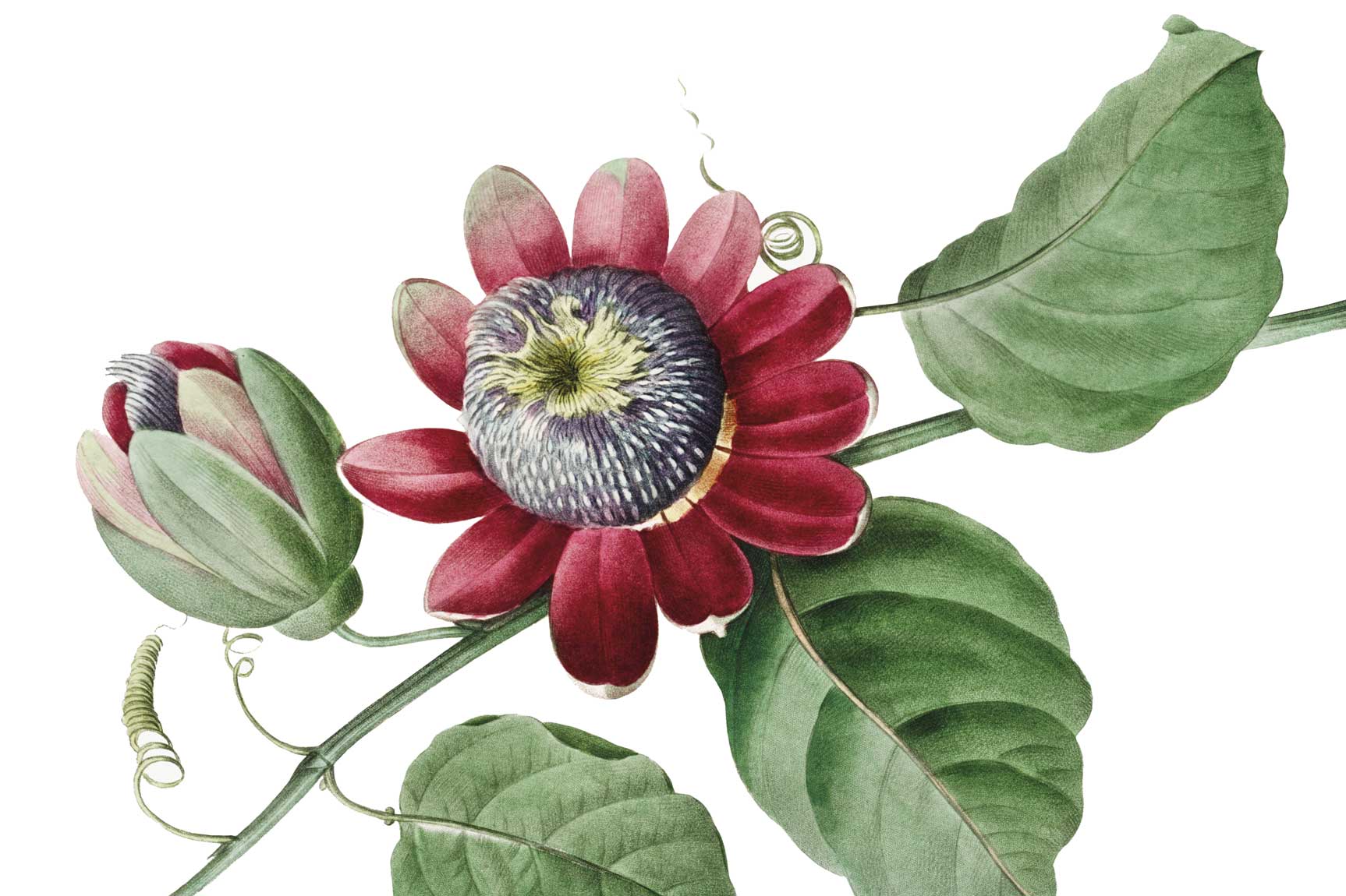Estudi Ruseta Sá aquarel·la